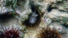 Parablennius tentacularis