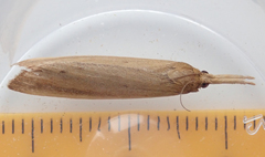 Schoenobius gigantella