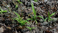Panicum philadelphicum