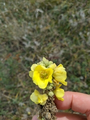 Verbascum ovalifolium