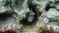 Parablennius tentacularis