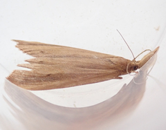 Schoenobius gigantella