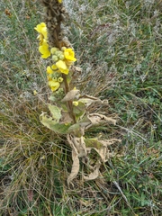 Verbascum ovalifolium
