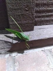 Microcentrum rhombifolium
