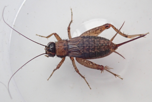 Wood Cricket, photo 8 of 9