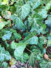 Hedera helix