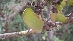 Schotia afra afra