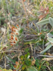 Anthyllis vulneraria boissieri
