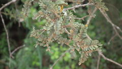 Schotia afra afra
