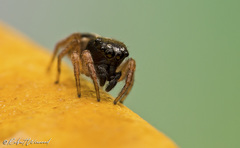 Heliophanus pistaciae