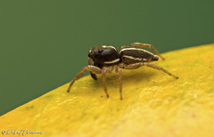 Heliophanus pistaciae