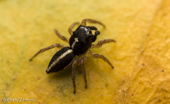 Heliophanus pistaciae