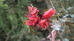 Schotia afra afra
