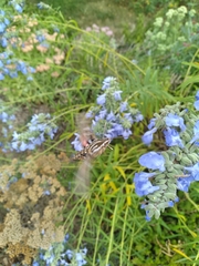 Hyles lineata