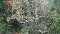 Schotia afra afra