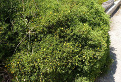 Carthamus balearicus