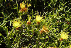 Carthamus balearicus