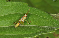 Pirithoicus ophthalmicus