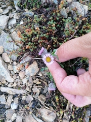 Erigeron alpinus
