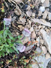 Erigeron alpinus