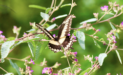 Heraclides ornythion