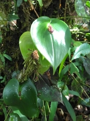 Pleurothallis cordata