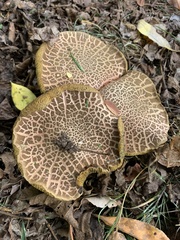 Xerocomellus salicicola