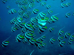 Heniochus diphreutes