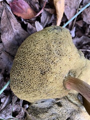 Xerocomellus salicicola