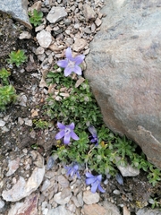 Campanula cenisia
