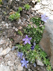 Campanula cenisia