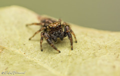 Dendryphantes