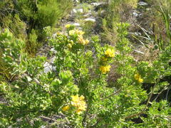 Aspalathus securifolia