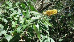 Buddleja weyeriana