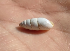 Brephulopsis