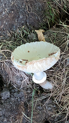 Russula