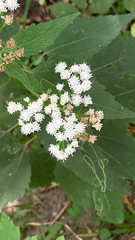 Ageratina altissima