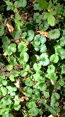 Glechoma hederacea