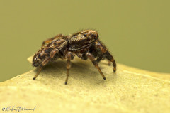 Dendryphantes
