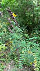 Astragalus canadensis
