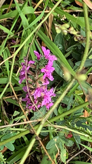 Lythrum salicaria
