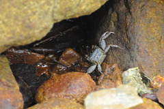 Episesarma versicolor