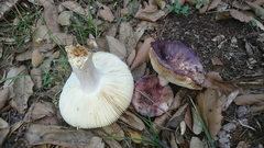Russula amoenicolor