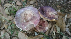 Russula amoenicolor