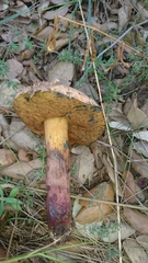 Suillellus mendax