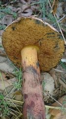 Suillellus mendax