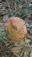 Suillellus mendax