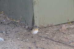 Cercotrichas quadrivirgata