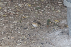 Cercotrichas quadrivirgata