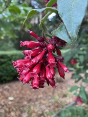 Cestrum fasciculatum